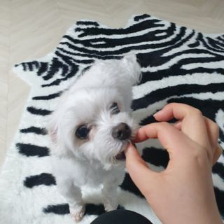 My Pet Care 천연단백질 눈건강에 개좋아 — 5점을 준 리뷰어가 2021년 1월 올린 사용 사진