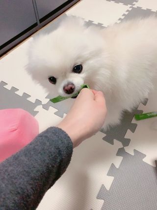 웰리카 패밀리 프로바이오틱스 — 5점을 준 리뷰어가 2021년 1월 올린 사용 사진