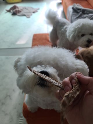 [보헤리] 국내산 강아지 육포간식 바삭 64 2종 — 5점을 준 리뷰어가 2022년 3월 올린 사용 사진