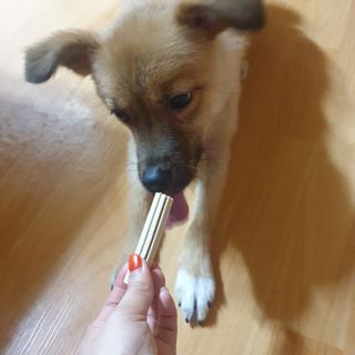 페페로니 클린플러스 덴탈오리껌 10g x 14p — 5점을 준 리뷰어가 2021년 7월 올린 사용 사진