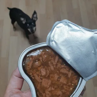 비타크래프트 조에시 하트캔 85g 강아지 습식캔 10캔 — 5점을 준 리뷰어가 2021년 7월 올린 사용 사진