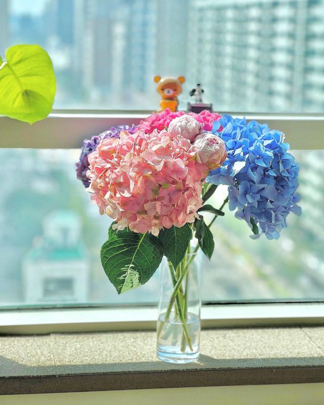 강진수국 생화 랜덤컬러 리뷰 사진