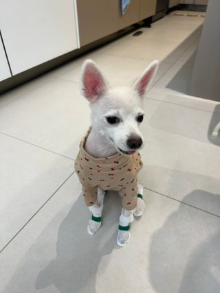 코보콩 에어슈즈 강아지 일회용 신발 소용량 패키지 20매 초경량  미끄럼방지 실내외 겸용 — 5점을 준 리뷰어가 2022년 2월 올린 사용 사진