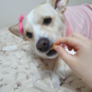 [보장균수5억] 건강한장 프로젝트 강아지간식 보스독 프로펍스트릿 170g 3종 — 5점을 준 리뷰어가 2020년 12월 올린 사용 사진