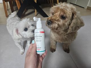 프리[경남제약 레모나x댕모어]  강아지 고양이 구취제거 충치 예방 덴탈클리너 120ml — 5점을 준 리뷰어가 2024년 7월 올린 사용 사진