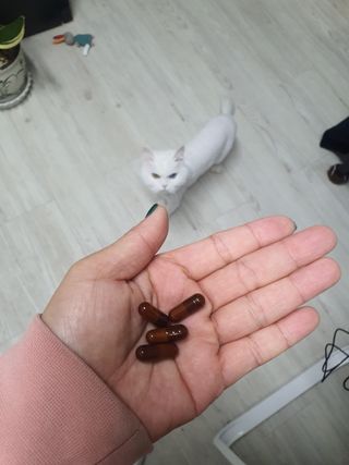프리마인 홍삼의 강력한 에너지, 이제는 흡수율을 높인 최첨단 캡슐로 간편하게 초고속 충전하세요. — 5점을 준 리뷰어가 2022년 12월 올린 사용 사진