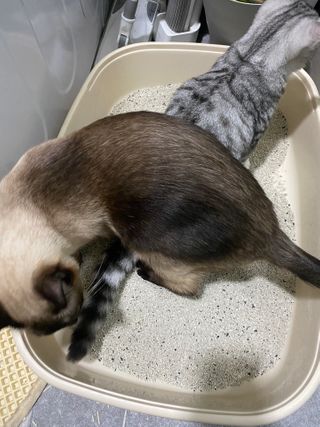 겟플렉스 켓플렉스 캣츠룸BS-1 고양이모래 4kg — 5점을 준 리뷰어가 2021년 1월 올린 사용 사진