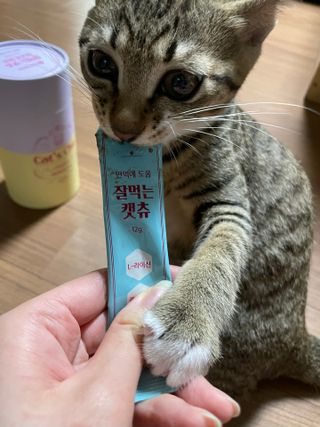 페페로니 잘 먹는 캣츄 - 무항생제 닭고기 12개 + 원양선 참치 12개 — 5점을 준 리뷰어가 2021년 8월 올린 사용 사진