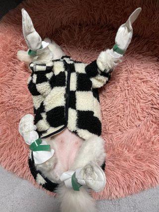 코보콩 에어슈즈 강아지 일회용 신발 소용량 패키지 20매 초경량  미끄럼방지 실내외 겸용 — 5점을 준 리뷰어가 2022년 2월 올린 사용 사진