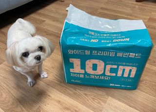 아베크 펫 와이드 프리미엄 대형 애견 강아지 배변 패드 30매 1팩 80g — 5점을 준 리뷰어가 2021년 7월 올린 사용 사진