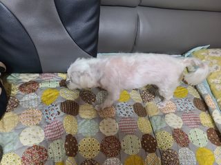 마리아빠님이 올린 리뷰 사진 4