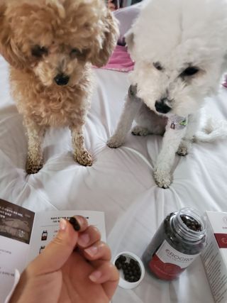 펫21 그로그로 5종 강아지 고양이 반려동물 한방 영양제 — 5점을 준 리뷰어가 2021년 11월 올린 사용 사진