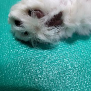 [자유펫] 시코니딘 고양이 강아지 피부 보습 연고 20g — 5점을 준 리뷰어가 2021년 11월 올린 사용 사진