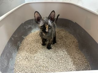 브라우니모래 [브라우니] 고양이 카사바모래 브라우니 천연 응고형 모래  6Lx2개 — 5점을 준 리뷰어가 2023년 11월 올린 사용 사진