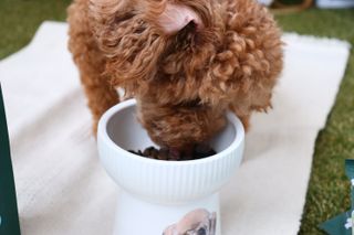 [푸디웜] 라포그  리얼인섹트 웨이트밸런스 저알러지 강아지 사료  1.2KG — 4.5점을 준 리뷰어가 2022년 6월 올린 사용 사진
