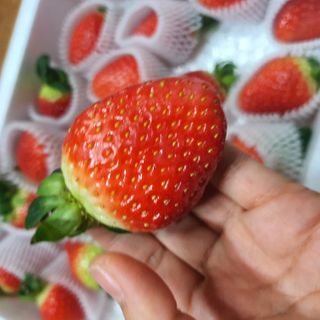 옳음 딸기 논산 설향 딸기 900g 산지직송 — 5점을 준 리뷰어가 2021년 1월 올린 사용 사진
