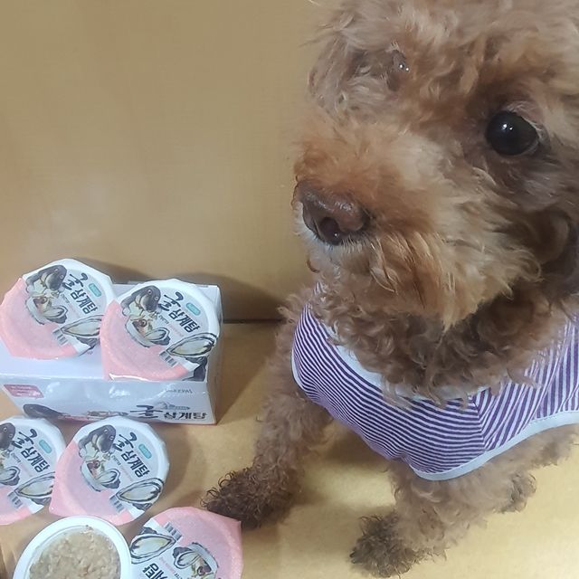 도레파스 굴삼계탕 - 강아지용 리뷰 사진