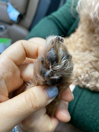 버츠비 케어플러스 릴리빙포앤노즈로션 — 4점을 준 리뷰어가 2021년 4월 올린 사용 사진