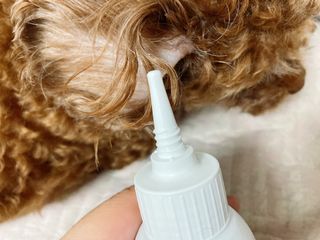 [댕모어 클리너 3종] 아이클리너 / 이어클리너 / 덴탈클리너 3종 세트 (120ml) — 5점을 준 리뷰어가 2023년 10월 올린 사용 사진