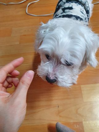 My Pet Care 천연단백질 관절건강에 개좋아 — 5점을 준 리뷰어가 2021년 2월 올린 사용 사진