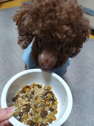[보장균수500만] 건강한장 프로젝트 강아지사료 보스독 프로바이오틱스 340.19g 2종 — 5점을 준 리뷰어가 2021년 1월 올린 사용 사진