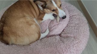 페페로니 2종 세트 클린플러스 덴탈껌 치킨+덕 — 5점을 준 리뷰어가 2021년 8월 올린 사용 사진