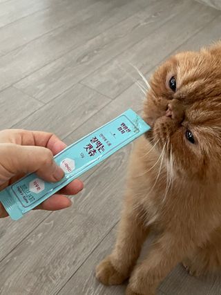 페페로니 잘 먹는 캣츄 - 원양선 참치 24개입 — 5점을 준 리뷰어가 2021년 8월 올린 사용 사진