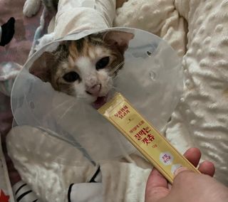 키메진님이 올린 리뷰 사진 1