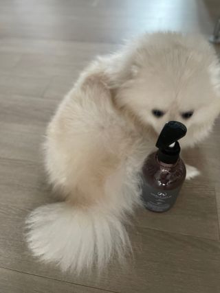마리앤루이펫샴푸 [mari and louie pet shampoo] — 4점을 준 리뷰어가 2021년 5월 올린 사용 사진