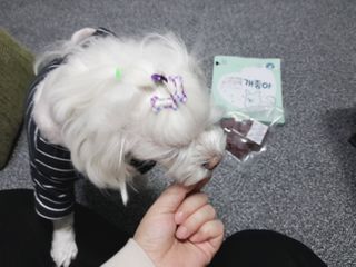 My Pet Care 천연단백질 눈건강에 개좋아 — 5점을 준 리뷰어가 2021년 1월 올린 사용 사진