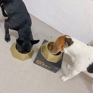 [세싹보울] 세균 싹~ 사라지는 셀앤핏 펫 항균동 애견식기 — 5점을 준 리뷰어가 2021년 6월 올린 사용 사진