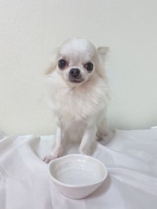 펫시랩 반려견용 액상 프리바이오틱스 아쿠아펫 — 4.5점을 준 리뷰어가 2021년 1월 올린 사용 사진