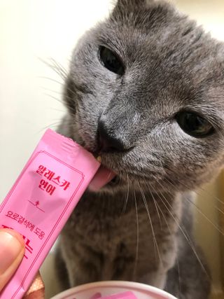 냥냥이님이 올린 리뷰 사진 2
