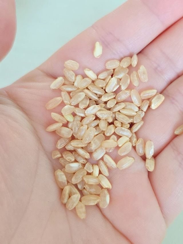 저당효소현미 1kg 리뷰 사진