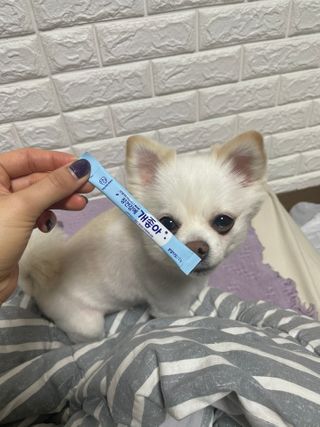 My Pet Care 장건강에 개좋아 — 4점을 준 리뷰어가 2021년 2월 올린 사용 사진