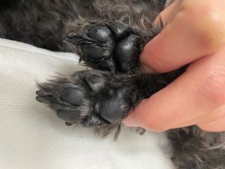 [레드허니밤]자유펫 고양이 강아지 발바닥 밤 14g — 5점을 준 리뷰어가 2021년 11월 올린 사용 사진