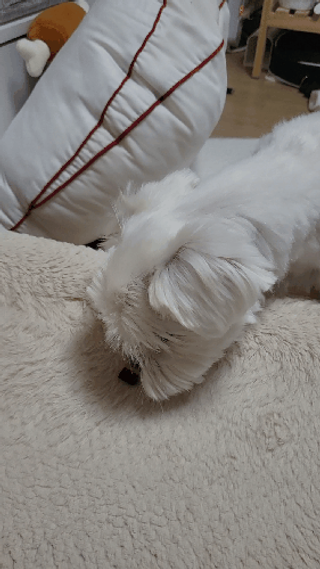 뽀오오옹님이 올린 리뷰 사진 4