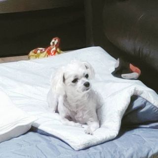My Pet Care 천연단백질 관절건강에 개좋아 — 4.5점을 준 리뷰어가 2021년 3월 올린 사용 사진