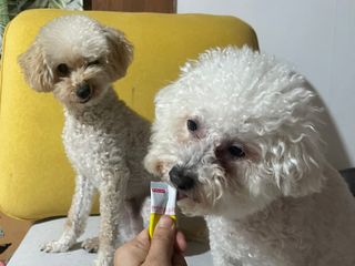 [레모나] 강아지 레모나 강아직 영양 간식 4종 택 1 — 5점을 준 리뷰어가 2023년 12월 올린 사용 사진