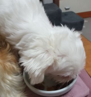 비타크래프트 조에시 하트캔 85g 강아지 습식캔 10캔 — 5점을 준 리뷰어가 2021년 7월 올린 사용 사진
