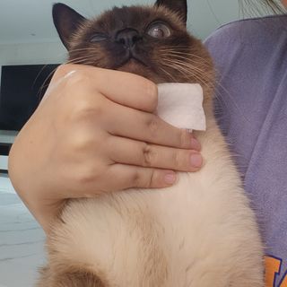whol 키토클린 200ml - 항균항바이러스 강아지 눈 코 입 귀 세정탈취 고양이 턱드름제거 무향 워터리스 대용량 — 4.5점을 준 리뷰어가 2022년 10월 올린 사용 사진
