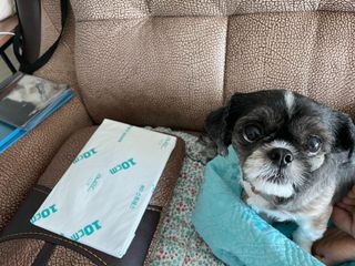 아베크 펫 와이드 프리미엄 대형 애견 강아지 배변 패드 30매 1팩 80g — 5점을 준 리뷰어가 2021년 7월 올린 사용 사진