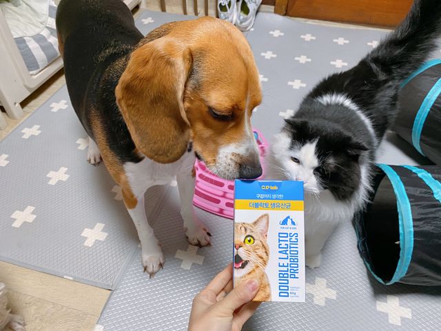 장 건강과 구강 건강을 한 번에 더블락토 강아지 고양이 유산균 리뷰 사진