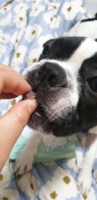 My Pet Care 천연단백질 관절건강에 개좋아 — 5점을 준 리뷰어가 2021년 3월 올린 사용 사진