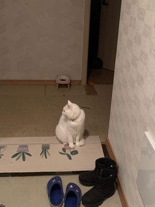헤어플러스 컬러본드 샴푸300+트리트먼트300+에센스95 — 5점을 준 리뷰어가 2021년 3월 올린 사용 사진