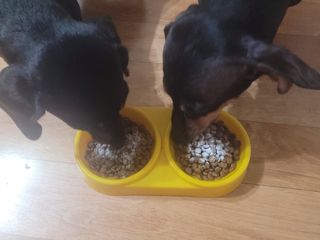 My Pet Care 모발과 모질 피부건강에 개좋아 — 5점을 준 리뷰어가 2021년 4월 올린 사용 사진