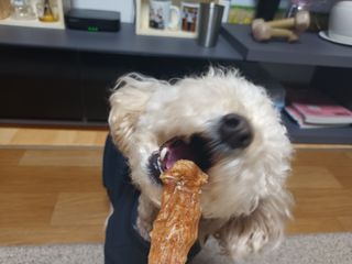 [보헤리] 국내산 강아지 육포간식 바삭 64 2종 — 5점을 준 리뷰어가 2022년 4월 올린 사용 사진