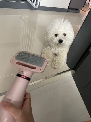 아베크 펫 강아지 고양이 애견 에어 브러쉬 드라이기 올인원 — 5점을 준 리뷰어가 2021년 7월 올린 사용 사진