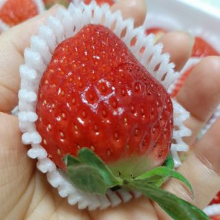 옳음 딸기 논산 설향 딸기 900g 산지직송 — 5점을 준 리뷰어가 2021년 1월 올린 사용 사진