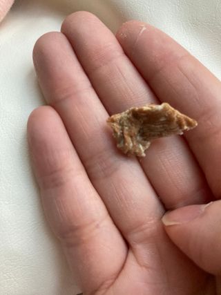 [보헤리] 국내산 강아지 육포간식 바삭 64 2종 — 5점을 준 리뷰어가 2022년 3월 올린 사용 사진